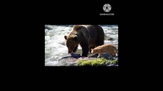 Don’t forget to like, comment, and subscribe for more amazing #BearAndCat #AnimalStory #Friendship