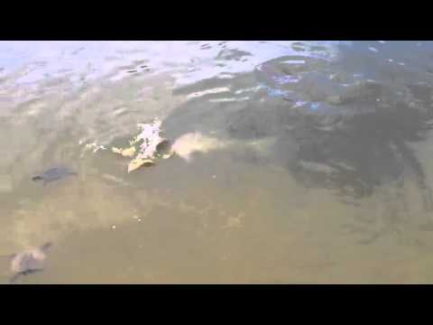Fishes 2