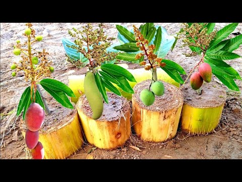 How to Grow Mango Trees from Mango Leaves | Propagation from Mango Leaves