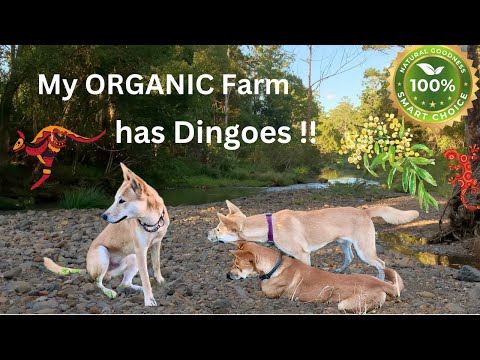 My ORGANIC Farm and DINGOES living on it now !!