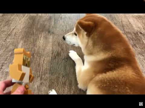 Oh puppy, Who’s  the bear puppy?