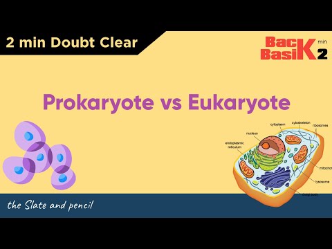 Difference between Prokaryote and Eukaryote organisms | Slate and pencil