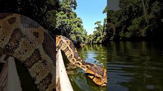 #Snake #BigSnake #CloseEncounter #Adventure #Wildlife #NatureIsMetal #OMG #Viral #Reels