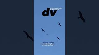 #webdevelopmentcompany #digitalvision #computercollege #dv #onlinebusiness