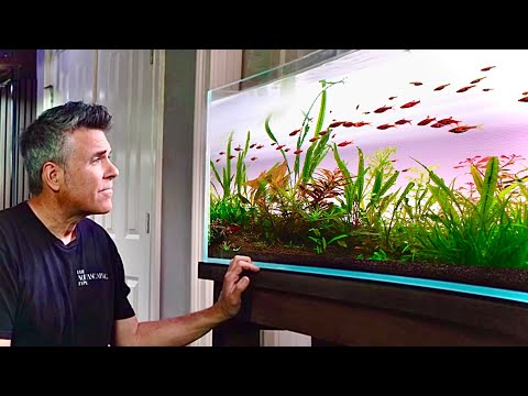What Happened to This “Simple” Aquascape? | Part 2