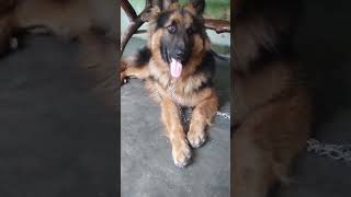 German Shepherd transformation #dog #hunter #straydog #youtubeshorts #germanshepherd #trending