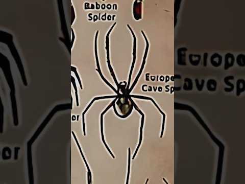 TYPES OF SPIDERS|EUROPEAN CAVE SPIDER|PART-15|#creature#spider@LIKEMYTH