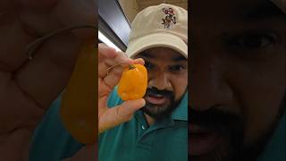 Can You Handle This Heat? Habanero #3 Carolina Reaper Jolochip, very spicy chillies, telugu vlogs