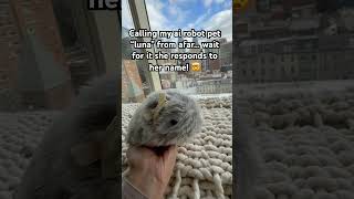 #moflin #petrobot #ai #cute #myrobotpet #aipets #pets #hamster #love #casio_moflin #fyp