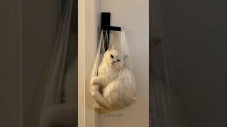 Achha jhula hai cat 🤣 #funny #cat #trending