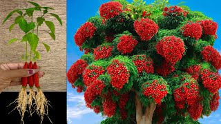 Chili Peppers the most lethal technique: for grafting trees  (This is a performance)