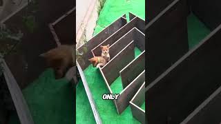 Can the dogs get out of this Maze