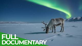 Polar Night - Life in the Wilderness of the Far North | Free Documentary Nature
