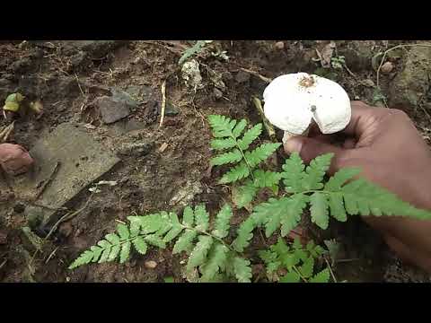 Hi tech Mushroom farming | Automatically mushroom is growing on September from soil earth