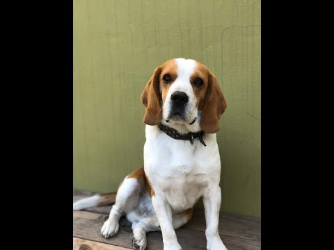 #shorts - Who Let The Dogs Out
