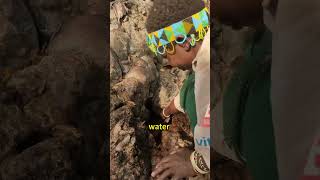 Baobab Tree #science #astrospark