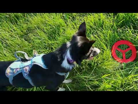 Frisbee with Border Collies