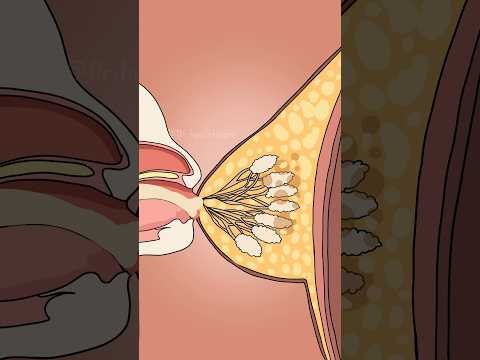 What Happens When a Breastfeeding Mom Drinks Alcohol?🍺