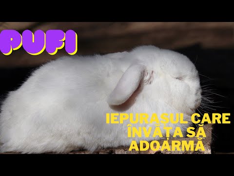 Poveste pentru copii – Iepurașul care învăța să adoarmă