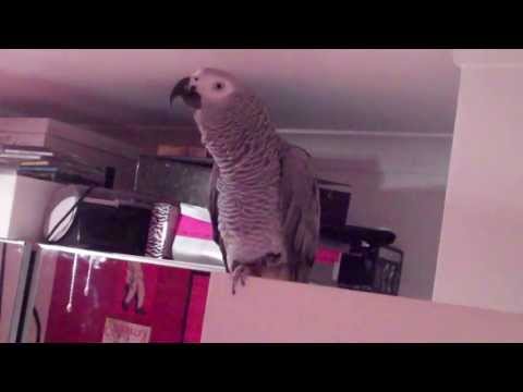 Amazing African Grey Parrot Talking, Spelling, Counting Saying all his favourite movie quotes!