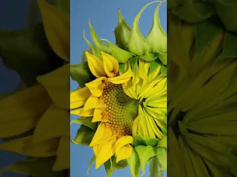 Розквітай. Blossom. #inspiration #blossom #sunflower #flowers #квіти #соняшник