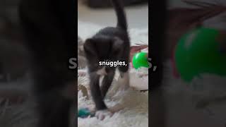#ChiensDrôles #VidéoChien #كلاب #كلاب_مضحكة #كلب_لطيف #فيديو_كلب #نباح_كلب #كلب_يتكلم #كلب_يلعب