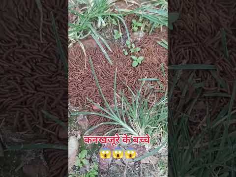 A group of little Millipedes ....🐛🐛😱😱😱