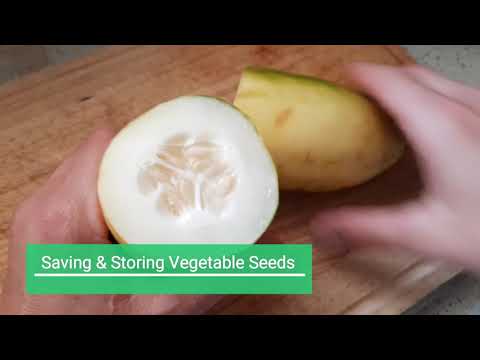 Saving & Storing Vegetable Seeds