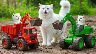 Mama Cat Survives Storm with Her Kittens 🌧️ Buys New Toy and Drives Excavator Together 🐱🐾❤️