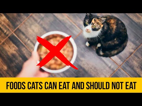 Unbelievable Foods Your Cat Should Never Eat - Shocking Facts Revealed! Episode 11