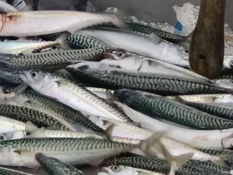 SWME 2022 - Fisheries Webinar 17th March 2022