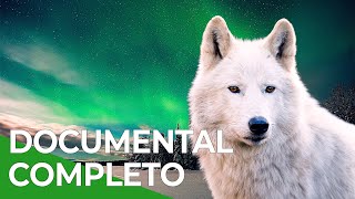 El Ártico Durante la Noche | Free Documentary Nature - Español