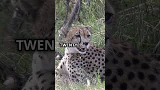 Incredible Cheetah Fact You Didn't Know!🐆#FunFacts #DidYouKnow #InterestingFacts #QuickFacts