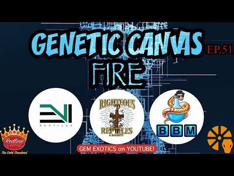 GENETIC CANVAS- FIRE Ball Python ft. Ebony & Ivory Reptiles, BBM Reptiels & Righteous Reptiles-EP50