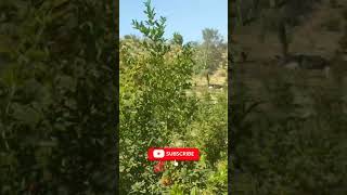 tree journey trip Anar ke liye ज"पेड़ में सिर्फ कली आ रही है? ऐसा करें, जोरदार फूल और फल आएंगे! 🌸🍎