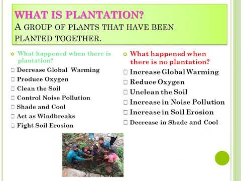 Tree Plantation for everyone