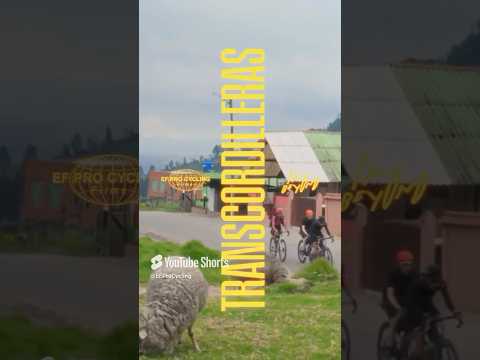 good day to be a hitchhiking bear