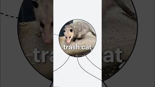 Trash Cats Explained!