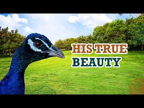 Discovering The Beauty Of Peacocks: An In-Depth Exploration Of Their Colorful World | Animal Club