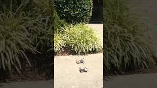 Solar Powered Car TEST DRIVE #innovation #roboticseducation #stemwonders #stemforall