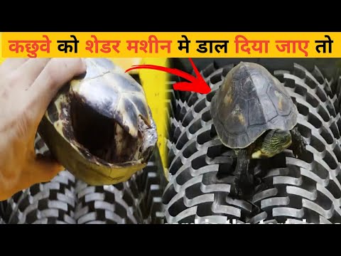 कछुए को जब हाइड्रोलिक प्रेस में डाला जाए तो क्या होगा। Hydraulic press vs Turtle Experiment.