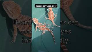 Fascinating Reptile Facts You Didn't Know 9. #reptileworld #beardeddragon #reptiles #lizard #facts