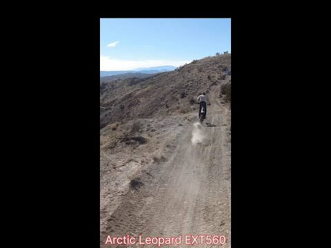 Arctic Leopard