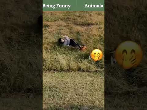 Animals Being Funny #shorts #shortsvideo #funnyshorts #funnyvideos
