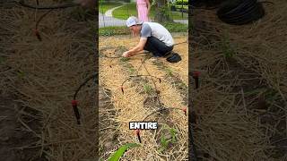 INSANE $30 drip irrigation system. 💦🌱