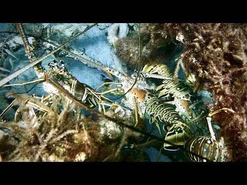 Spearfishing LOBSTER FRENZY using a DRONE