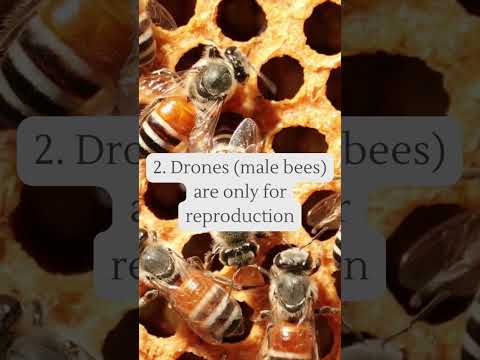 5 Surprising Facts about Honey Bees Part 1