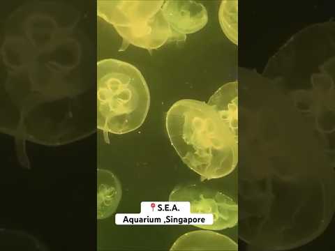 #singaporeaquarium #singapore #singaporevideos #sentosaislandsingapore #seaaquariumsingapore