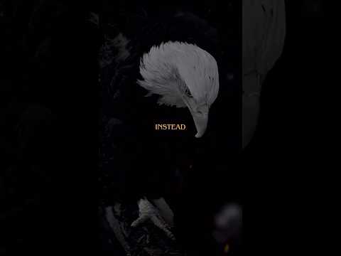 The Eagle vs The Crow | BE AN EAGLE  #motivational #deepquotes #inspiringquotes #shorts