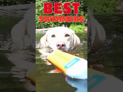 Top 3 Dog Breeds Known For Their Swimming Abilities #shorts #swimmingdogs